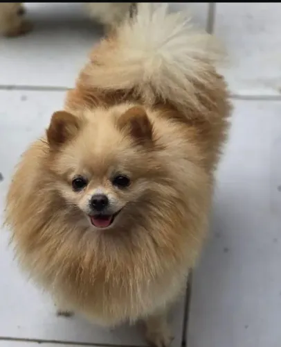 Lulu pomerania filhotes