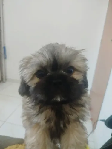 Filhote de Shih Tzu