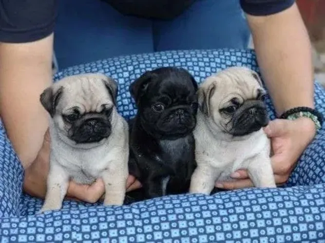 Filhotes pug linhagem selecionada e temperamento super dócil