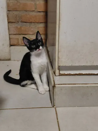 Adoção