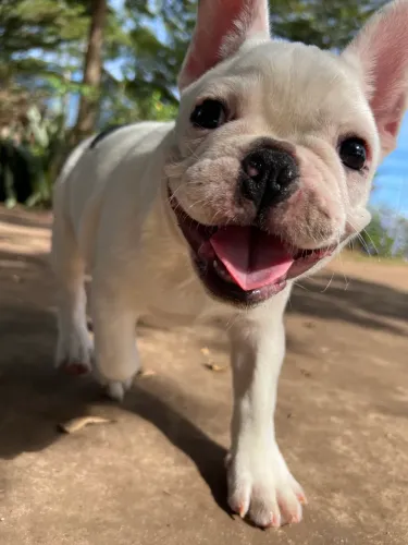BULLDOG FRANCES COM PEDIGREE