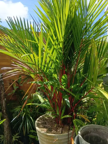 Palmeira lacra
