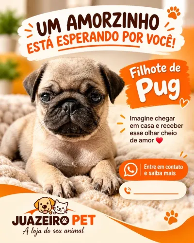 Pug disponível
