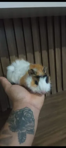 Porquinho da índia