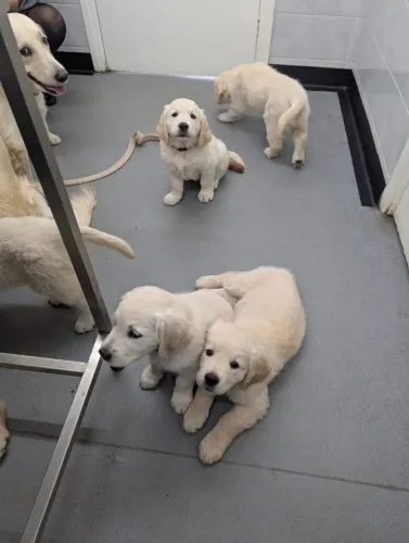 Filhotes de Golden Retriever | Amor que alegra a casa.