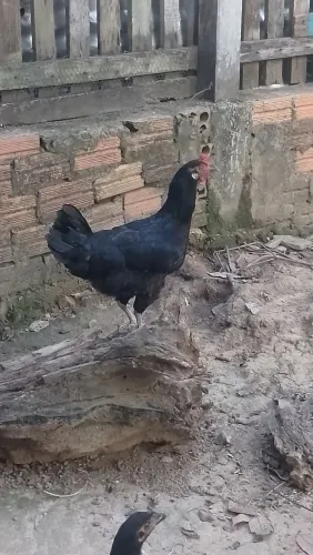 Galinha Caipira