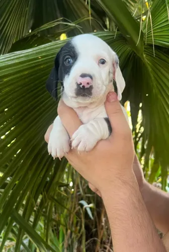 Seu próximo companheiro pode ser Basset Dachshund