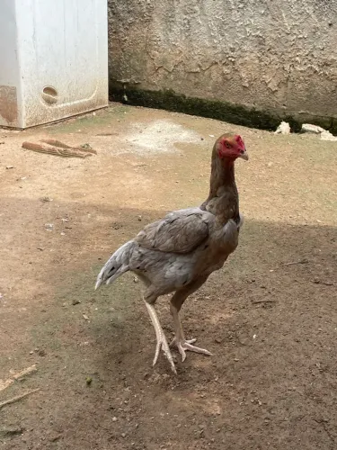 Galinhas índia canto curto