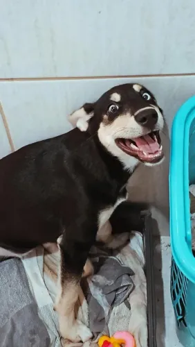 Doação de uma linda cachorrinha