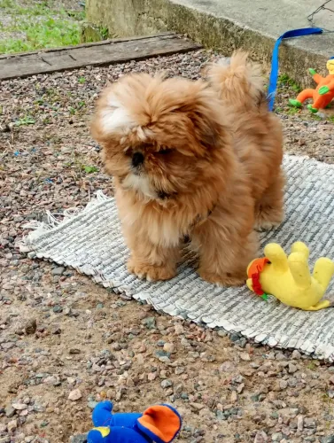 Shih Tzu Macho à Venda ?