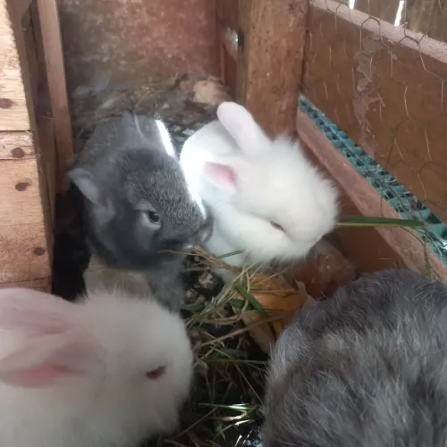 Coelhos filhotes