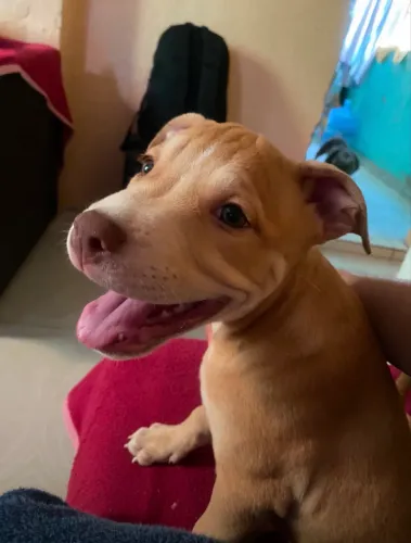 Vendo filhote (fêmea) de American Pit Bull