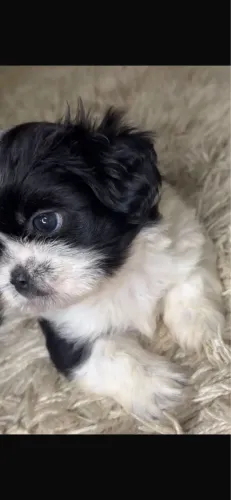 Shih-tzu com vacina 55 dias 