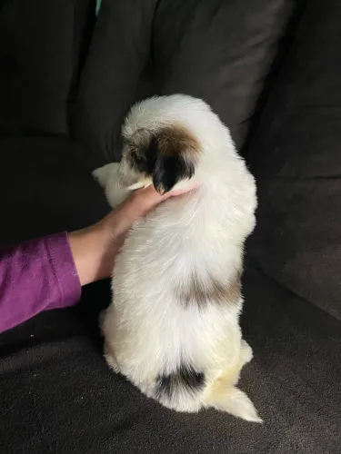 Filhotes de Shih Tzu Fêmeas - R$ 900