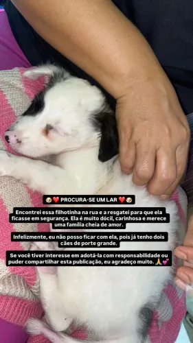 Cachorro