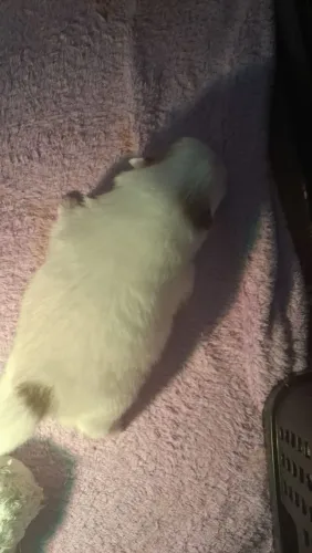 Spitz alemão Lulu da pomeranha 