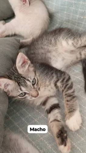 Filhotes de gato para adoção 