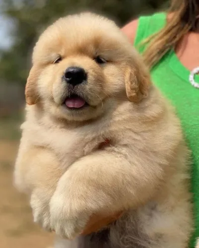 Golden retriever um bebê gigante