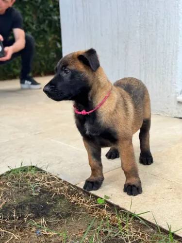 Malinois - lindos filhotes com pedegree