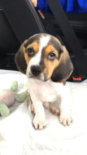 Beagle Uma oportunidade para quem sonha com um pet
