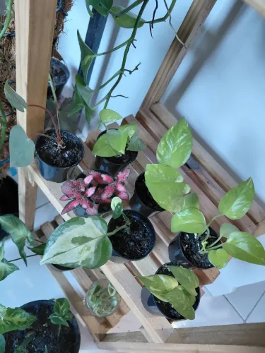 Plantas