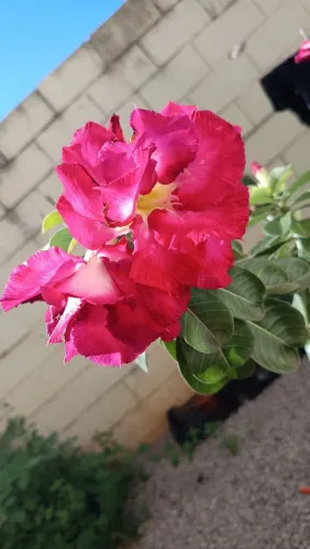 Rosa do deserto