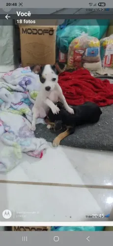 Cachorro pinscher