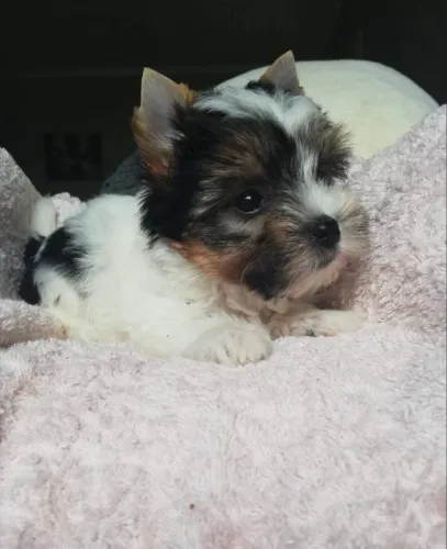 Magnífica bebê de yorkshire biewer terrier fêmea mini