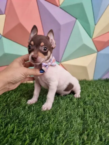 Pinscher Menino Fofo para Alegrar Seus Dias
