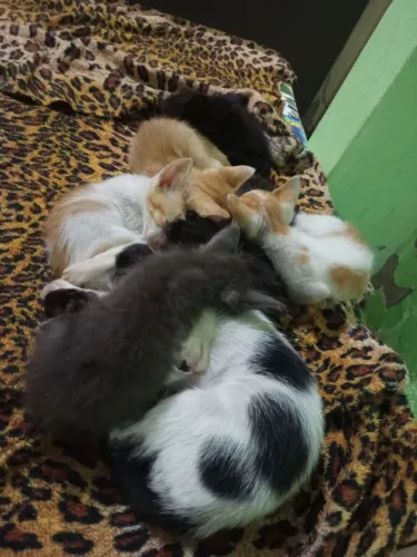 Gatinhos pra adoção