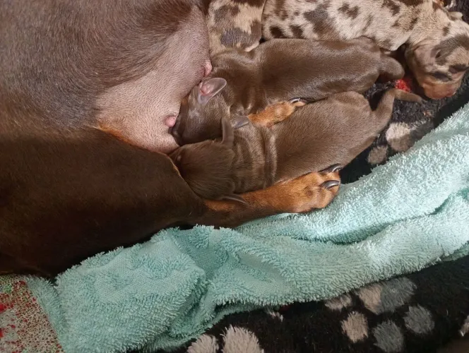 Vende-se filhotes de dachshund