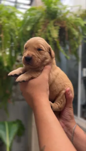 Golden Retriever- Reserva