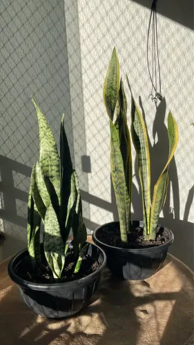 2 Plantas juntas Naturais nos vasos Espadas de São Jorge e Santa Bárbara as 2 por 80,00