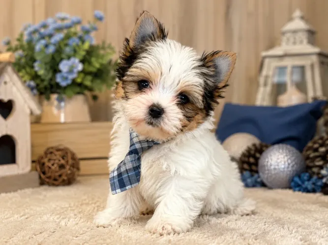 Um lindo micro filhote de yorkshire biewer terrier macho