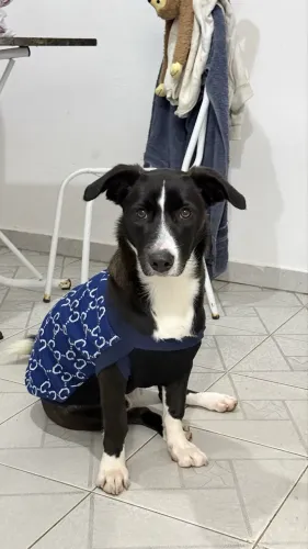 Adoção de cachorro 