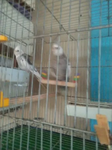Gaiolas 