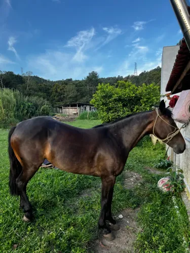 Égua Crioula