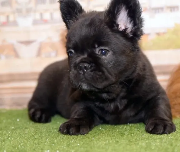 Buldog francés Fluffy 