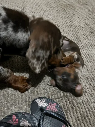 Filhotes de salsicha (Dachshund)