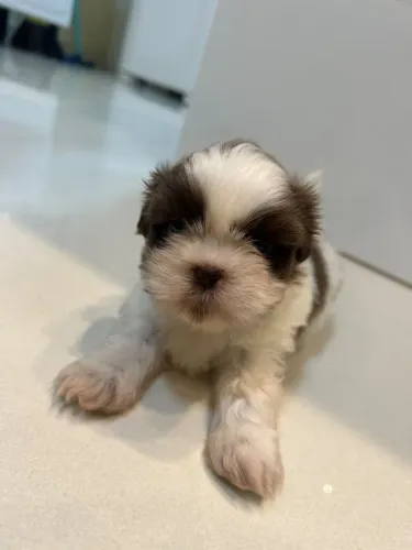 VENDO FILHOTE DE SHIH TZU MACHO 