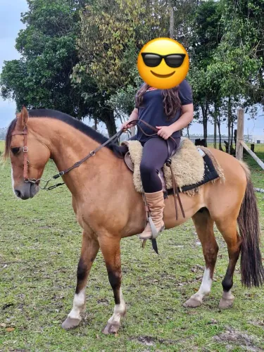 Cavalo Crioulo gateado e manso