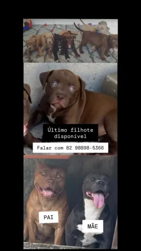 Filhote cachorro pitbull monster