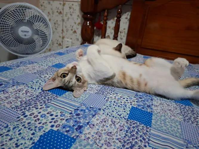 ADOTE GATA CASTRADA, 6 MESES