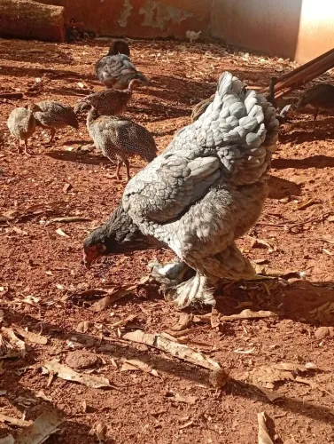 Pintinhos de Brahma