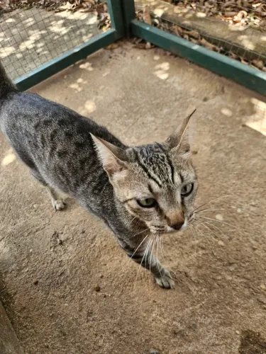 Doação Gata Castrada