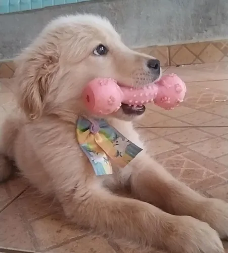 Golden retriever