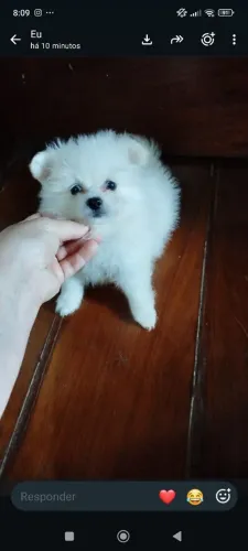 Femêa de Spitz alemão