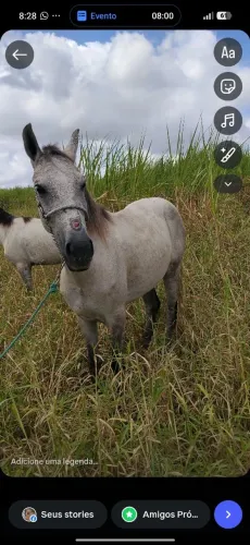 Vendo ou troco cavalo pra quem gosta do que é bom troco em moto