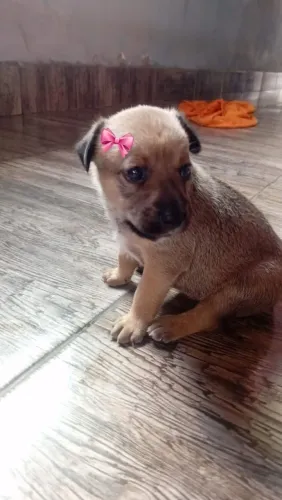 Estou doando essa cachorrinha