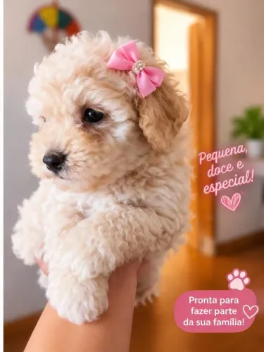 Poodle